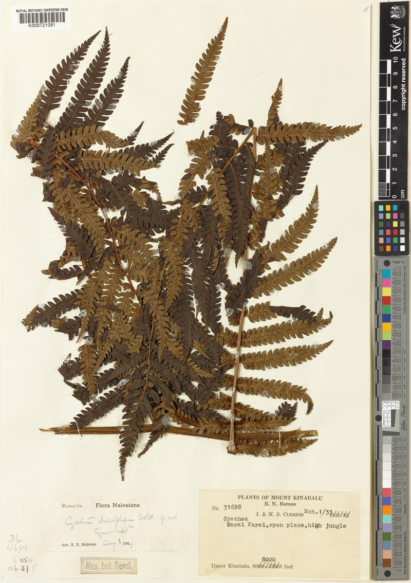 Sphaeropteris discophora photo 2