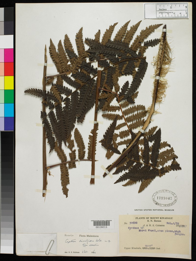 Sphaeropteris discophora