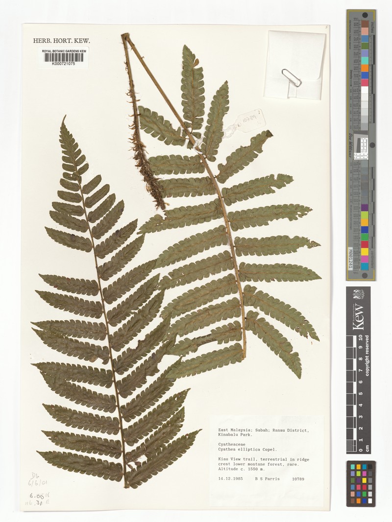 Sphaeropteris elliptica