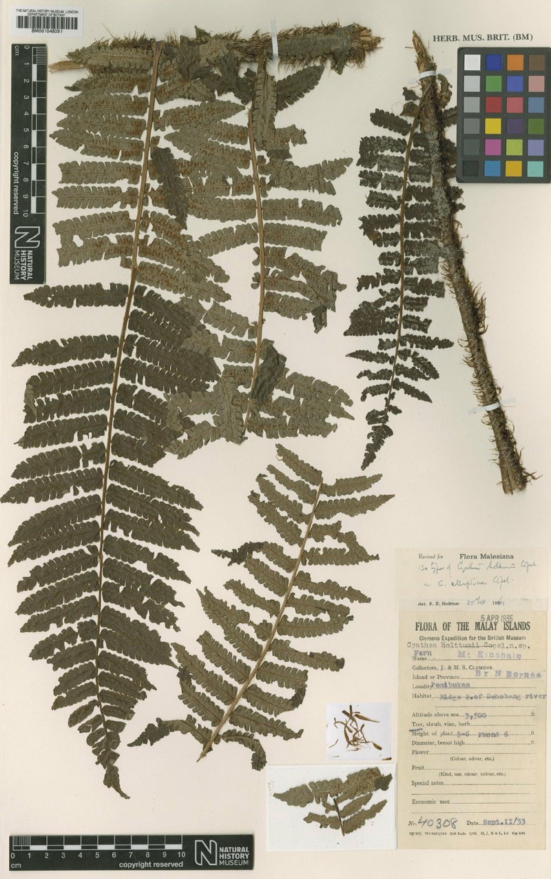 Sphaeropteris elliptica photo 2