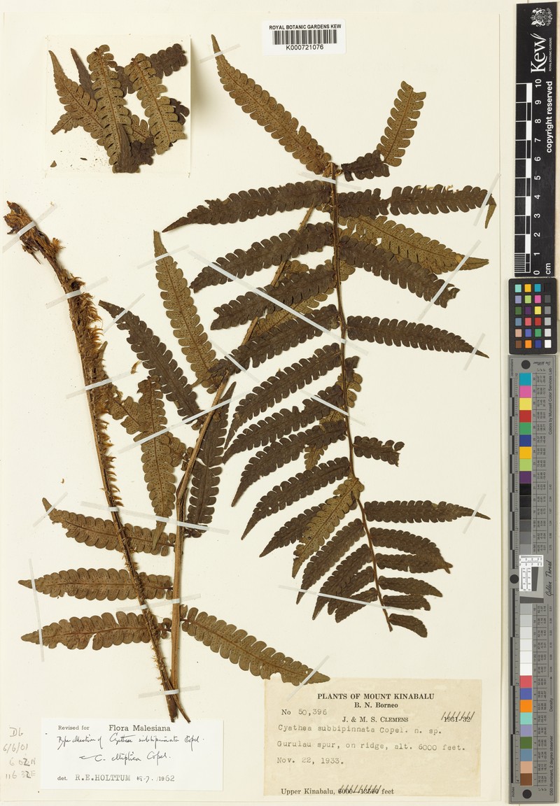 Sphaeropteris elliptica photo 3