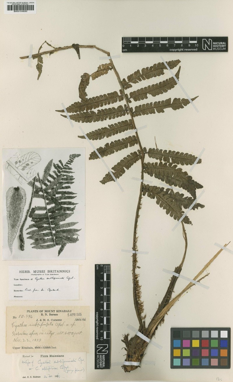 Sphaeropteris elliptica photo 4