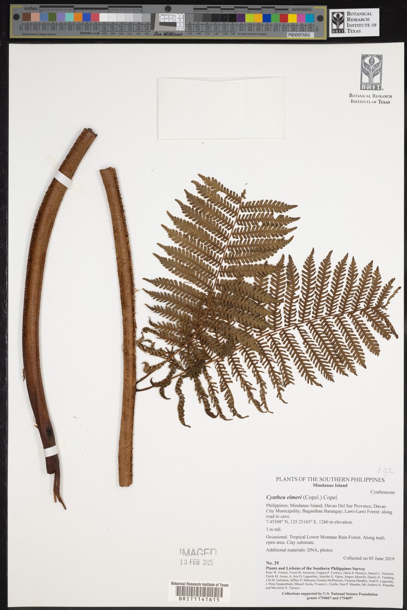 Sphaeropteris elmeri
