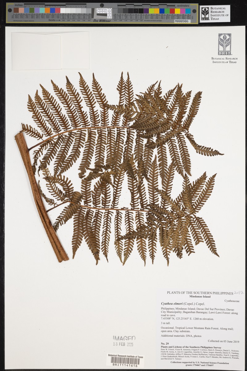Sphaeropteris elmeri photo 2