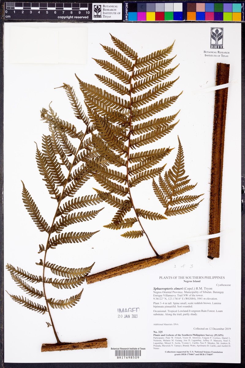 Sphaeropteris elmeri photo 3