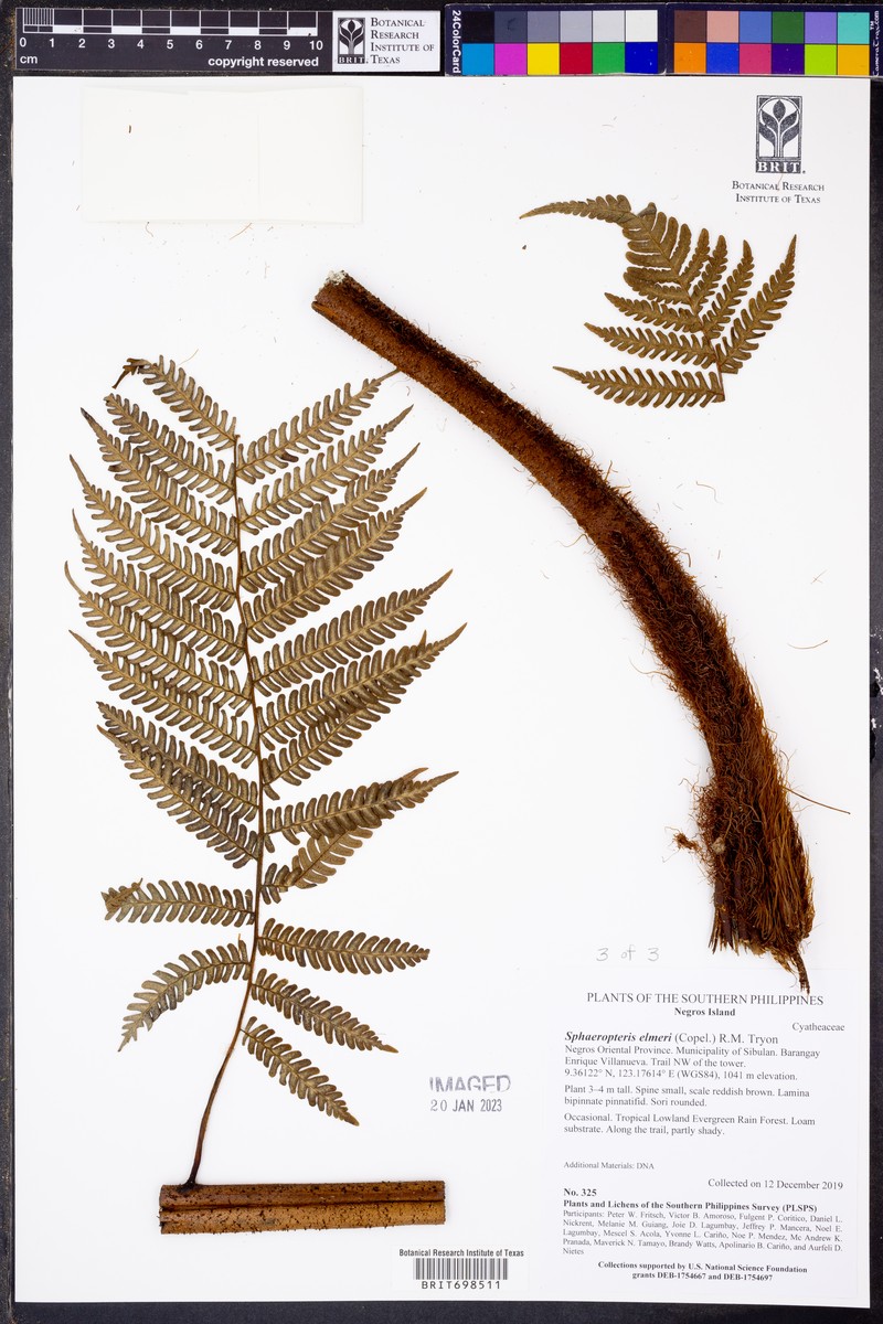 Sphaeropteris elmeri photo 4