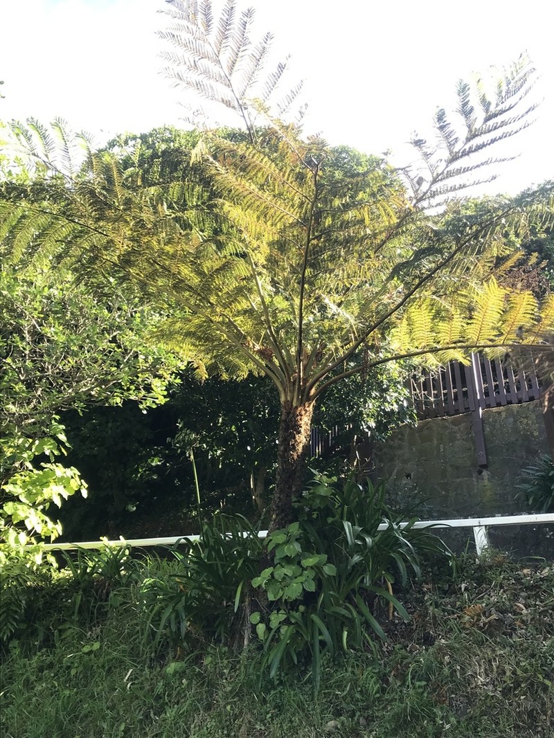 Sphaeropteris excelsa
