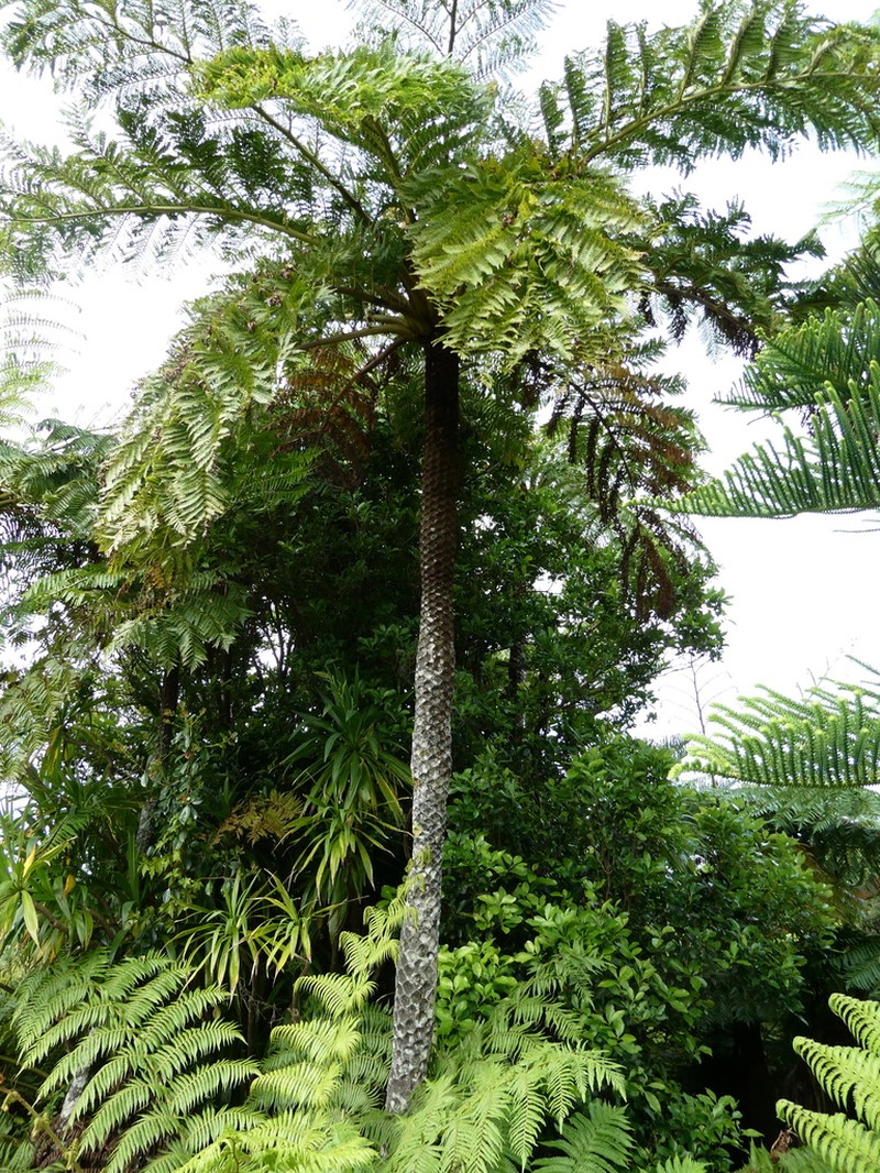 Sphaeropteris excelsa photo 2