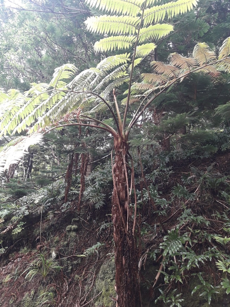Sphaeropteris excelsa photo 3