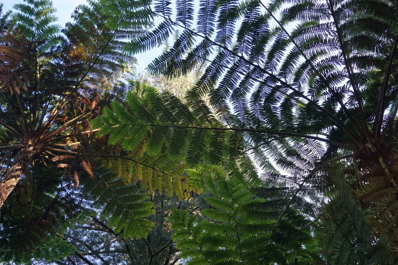 Sphaeropteris excelsa photo 4