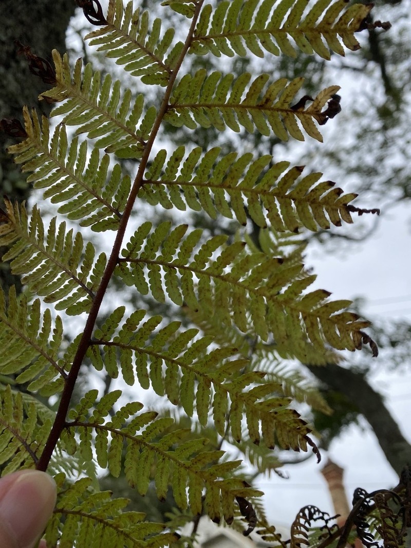 Sphaeropteris excelsa photo 5
