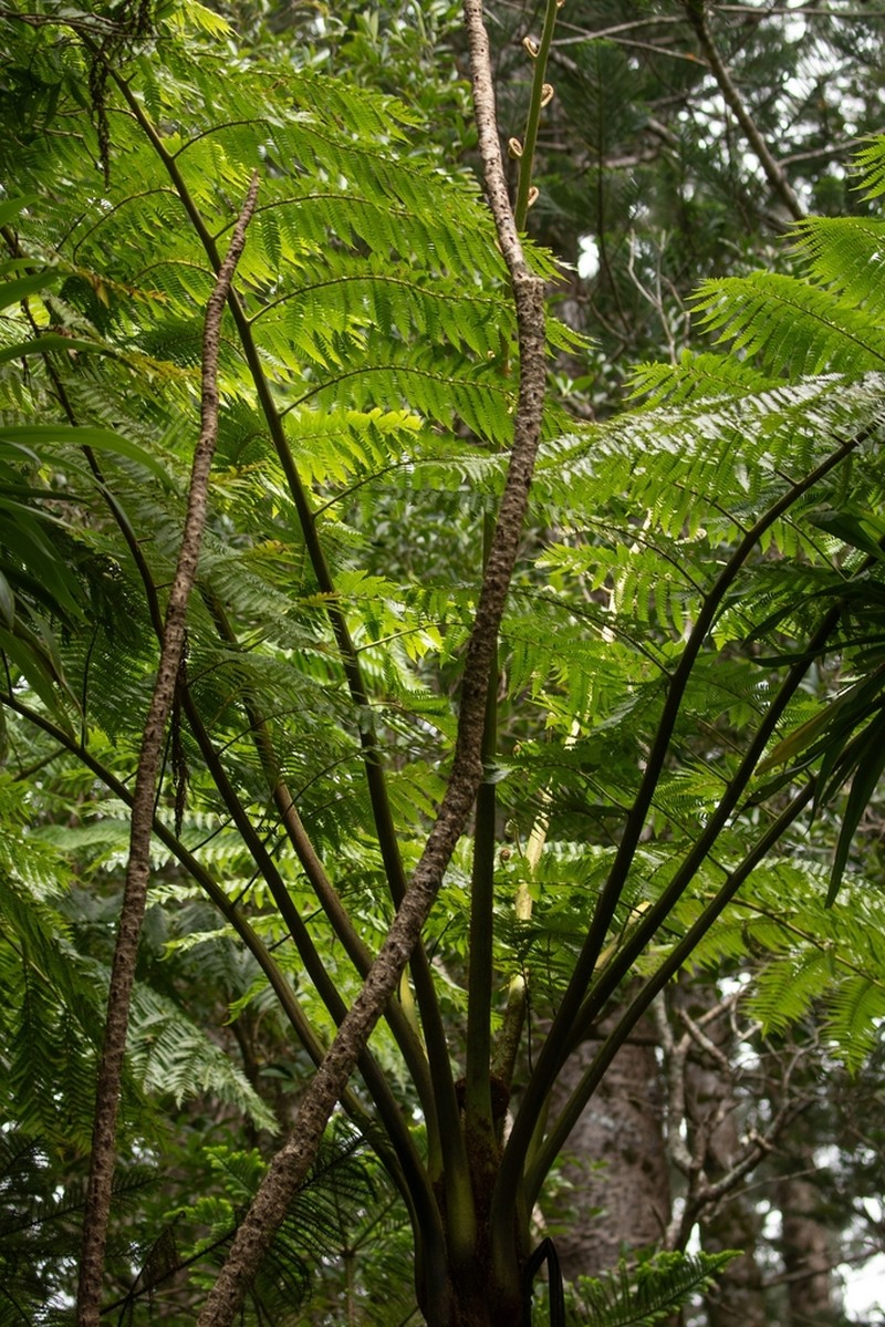 Sphaeropteris excelsa photo 6