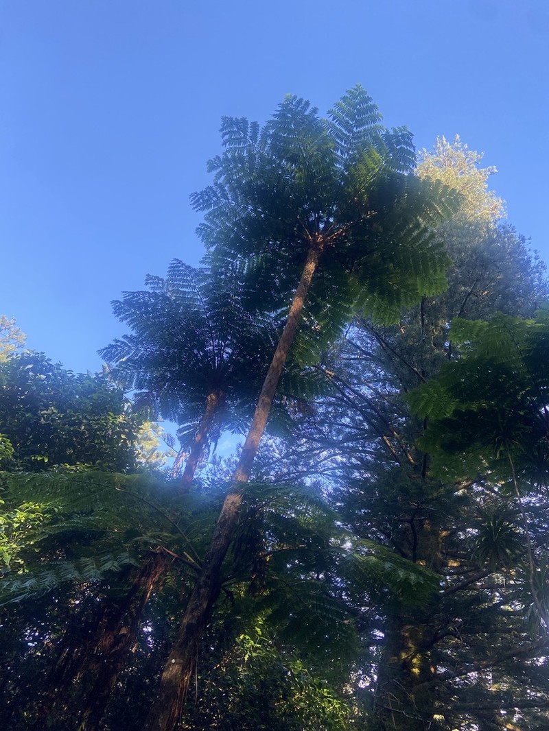 Sphaeropteris excelsa photo 7