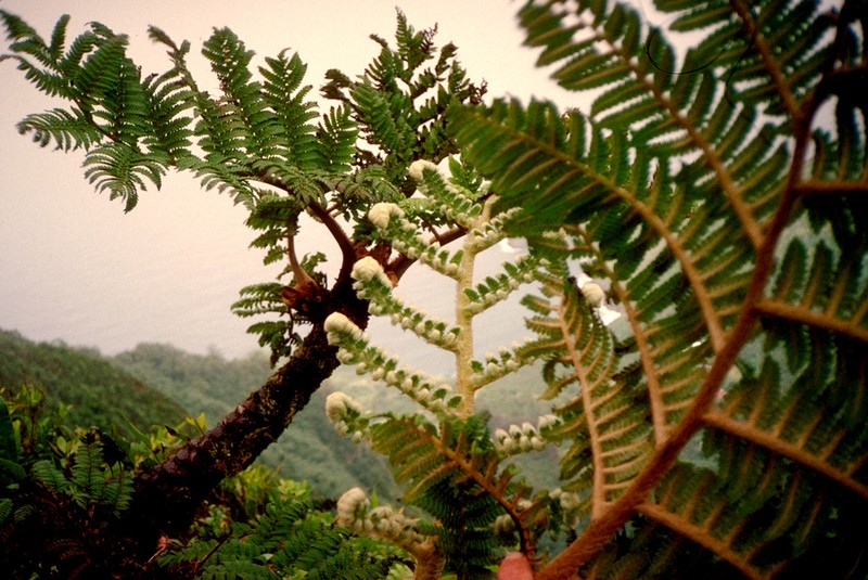 Sphaeropteris feani