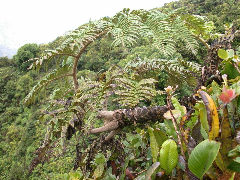Sphaeropteris feani photo 2