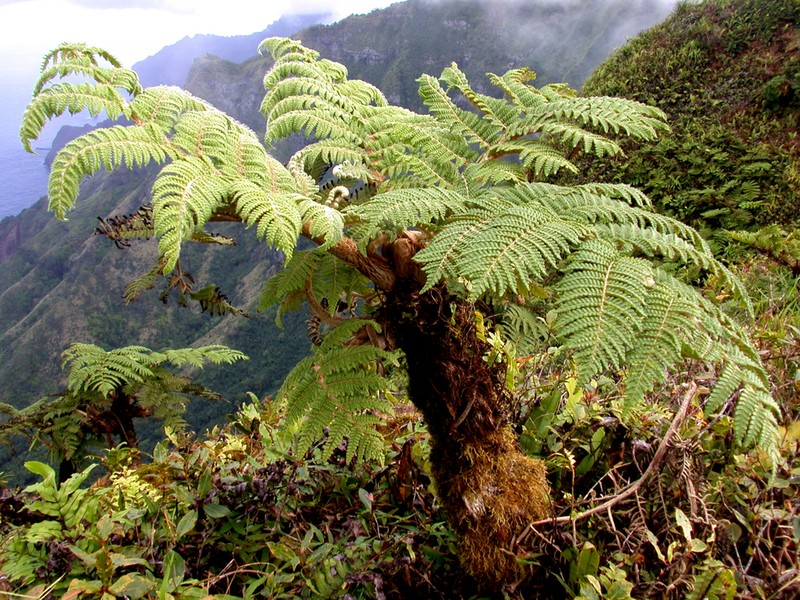 Sphaeropteris feani photo 3