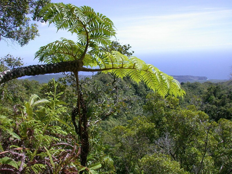 Sphaeropteris feani photo 5