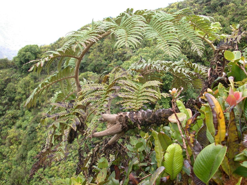Sphaeropteris feani photo 7