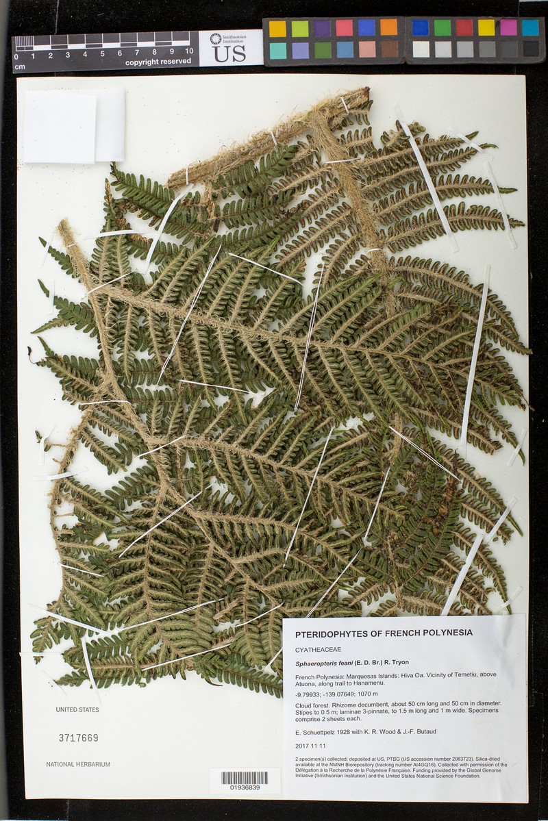 Sphaeropteris feani photo 8