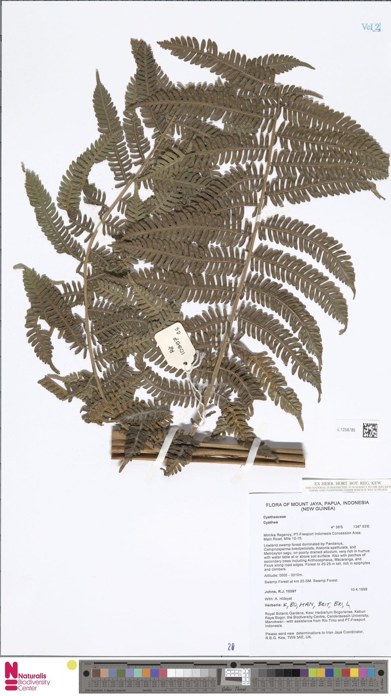 Sphaeropteris felina