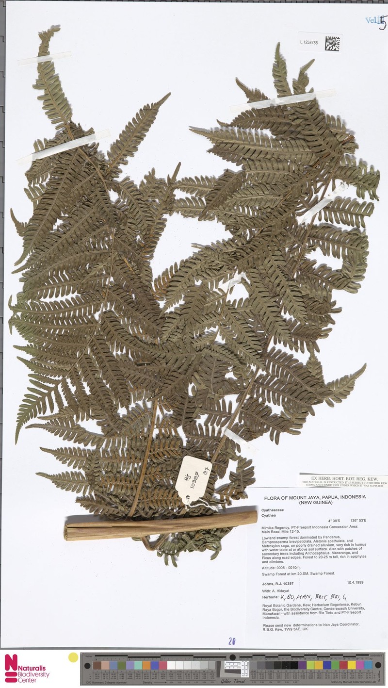 Sphaeropteris felina photo 2
