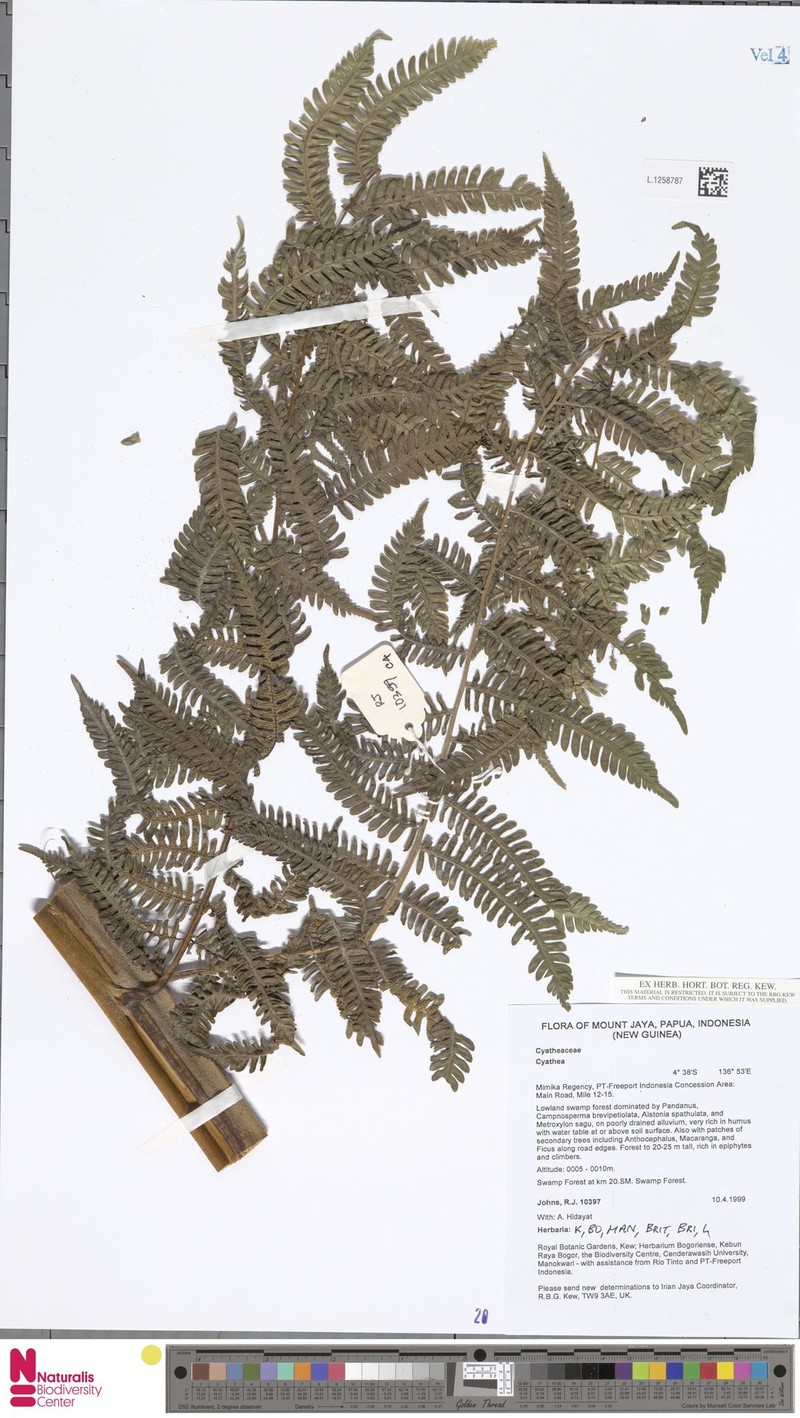 Sphaeropteris felina photo 3