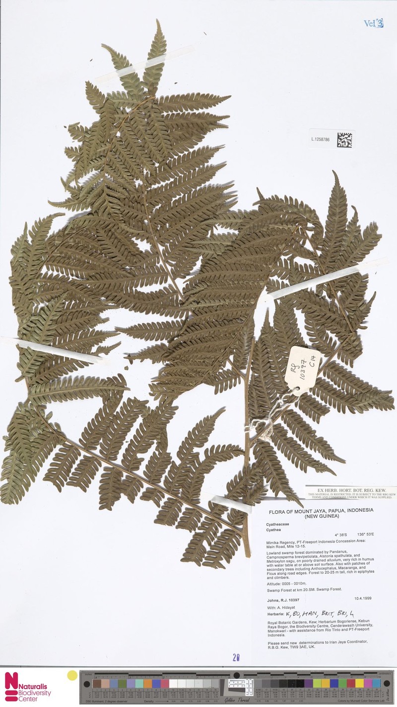 Sphaeropteris felina photo 4
