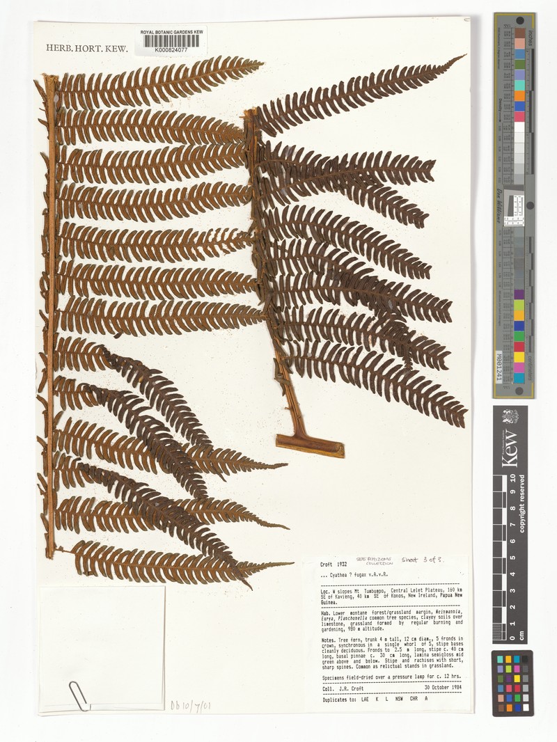 Sphaeropteris fugax