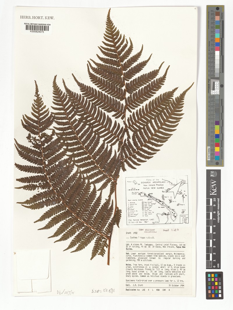 Sphaeropteris fugax photo 2