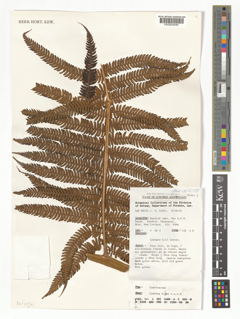 Sphaeropteris fugax photo 3