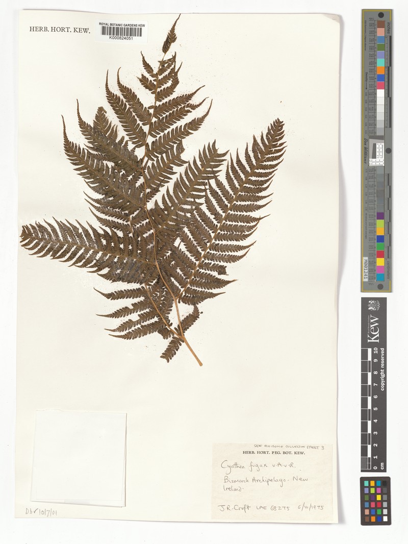 Sphaeropteris fugax photo 4