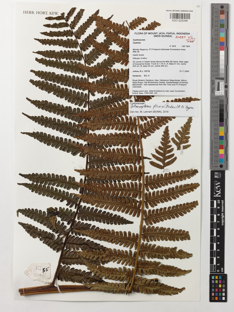 Sphaeropteris fusca photo 2