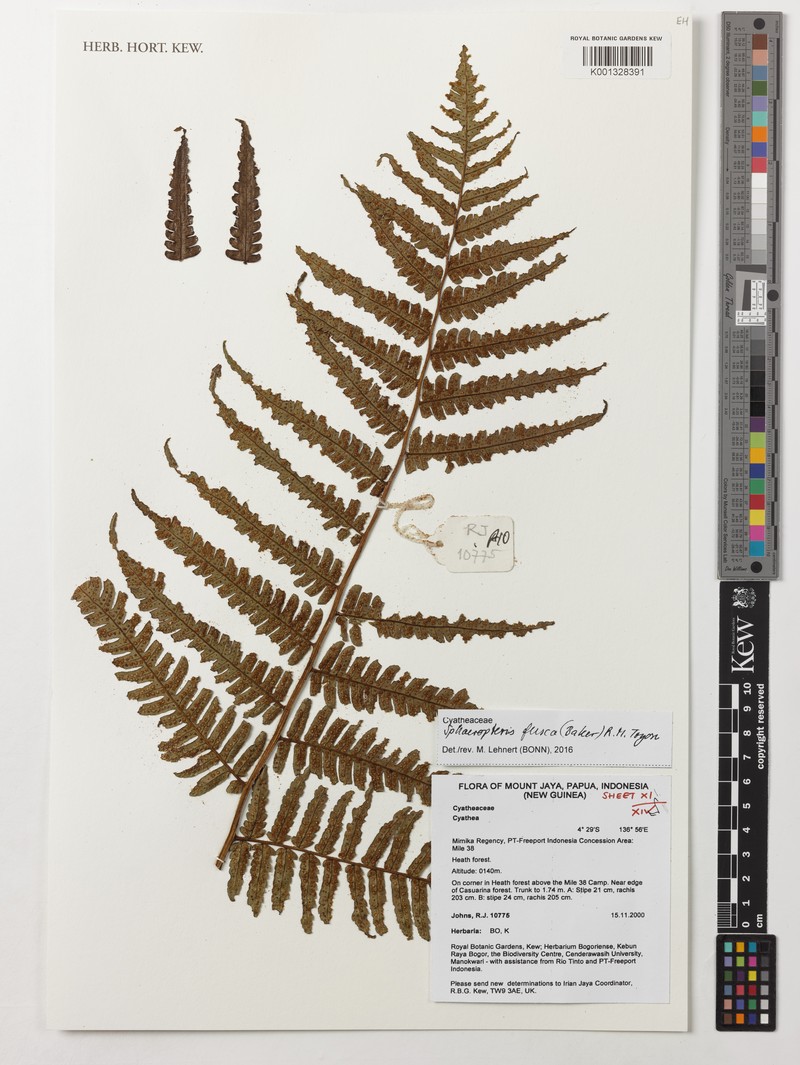 Sphaeropteris fusca photo 3