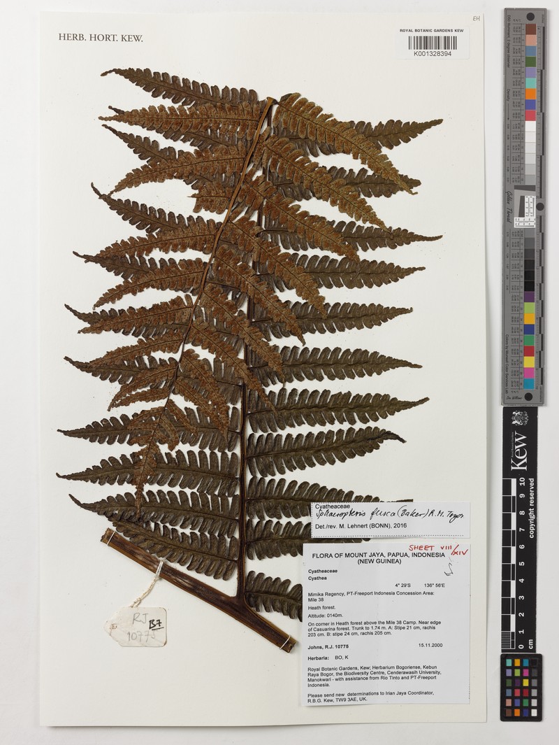 Sphaeropteris fusca photo 4