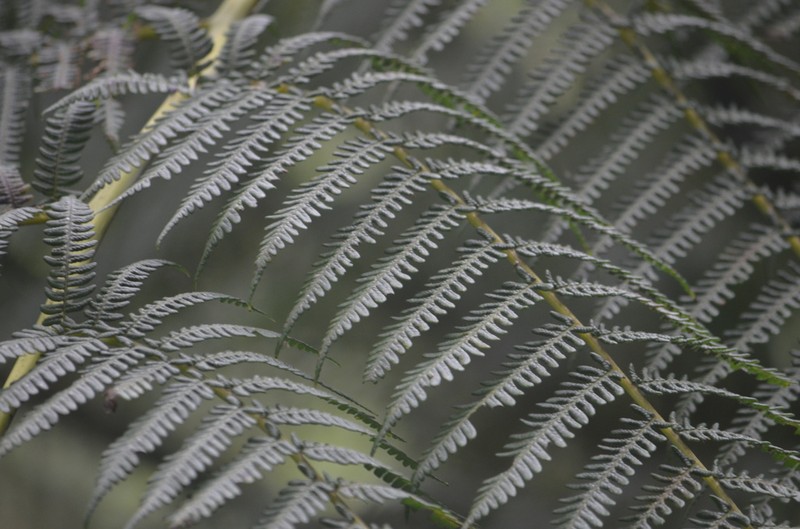 Sphaeropteris gardneri photo 2