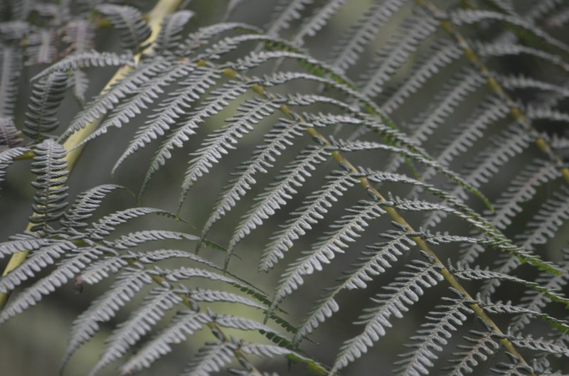 Sphaeropteris gardneri photo 3