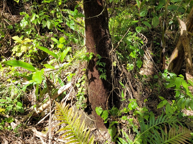 Sphaeropteris gardneri photo 4