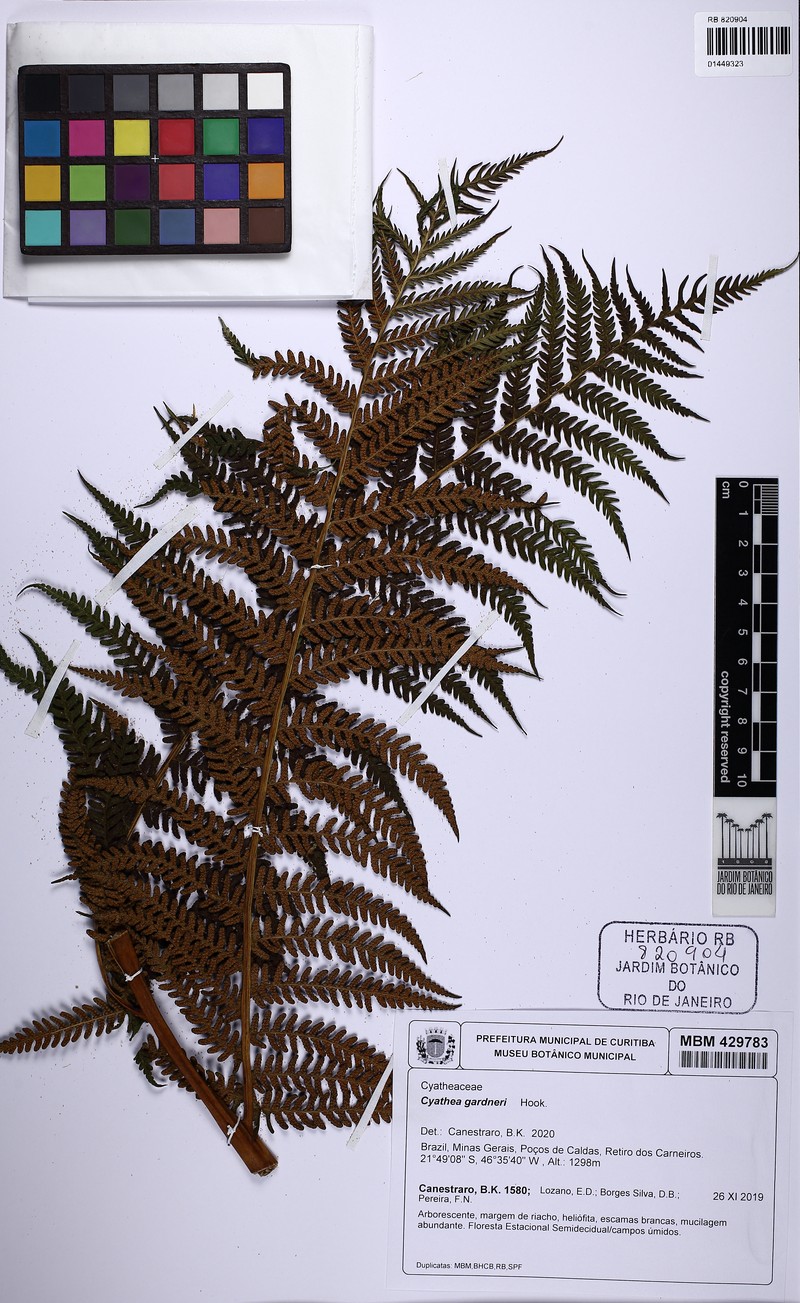 Sphaeropteris gardneri photo 5