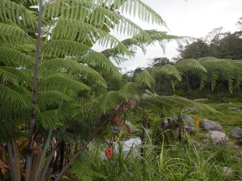 Sphaeropteris glauca