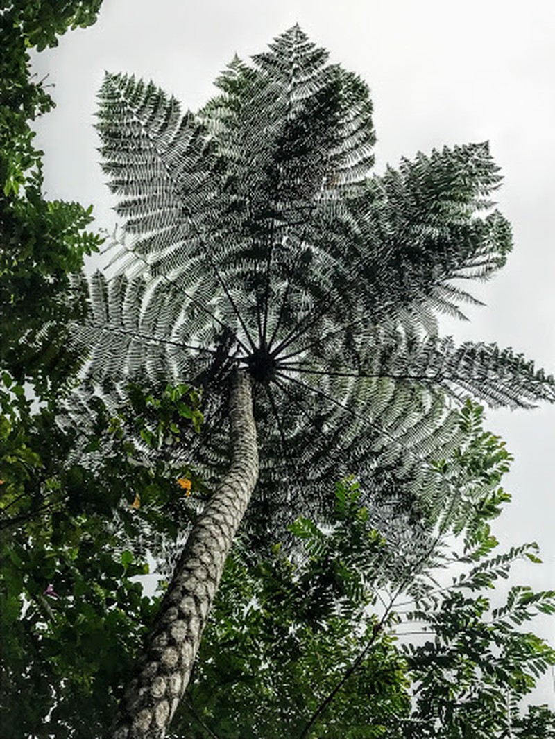 Sphaeropteris glauca photo 2