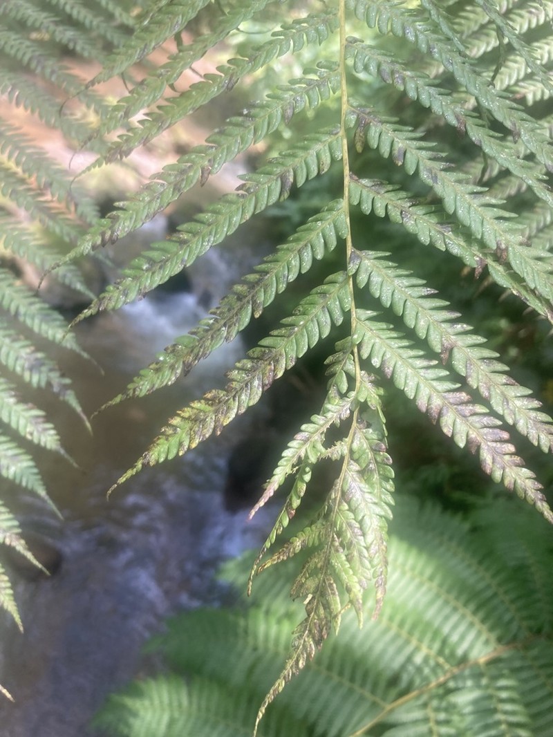 Sphaeropteris glauca photo 3