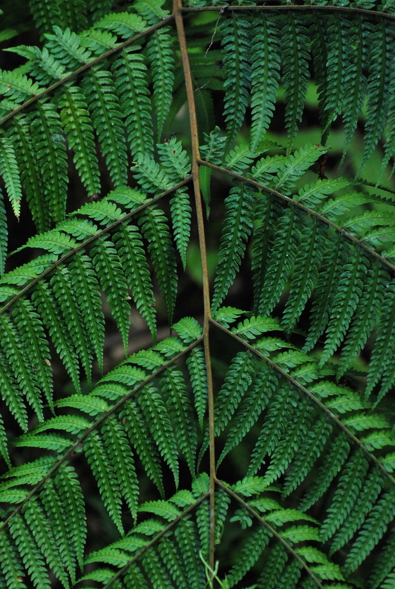 Sphaeropteris glauca photo 5