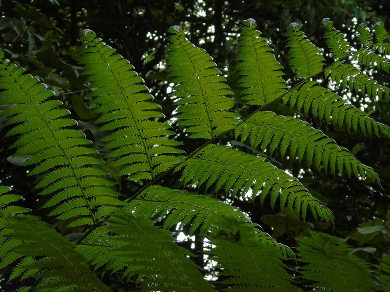Sphaeropteris glauca photo 6