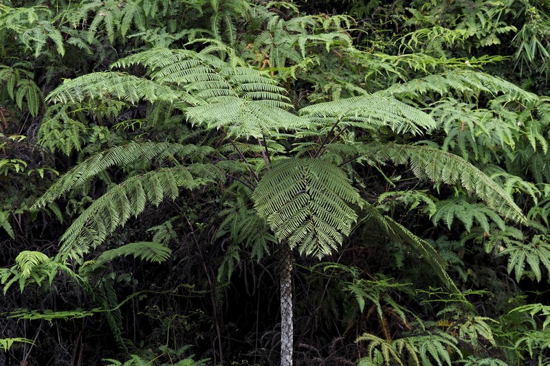 Sphaeropteris glauca photo 8