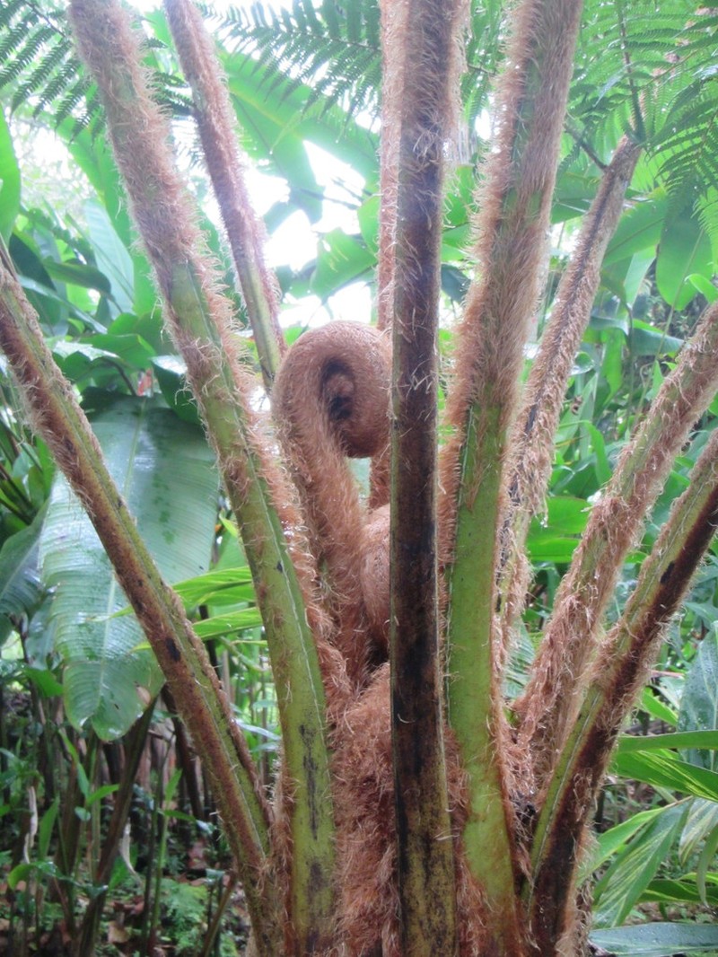 Sphaeropteris horrida photo 2