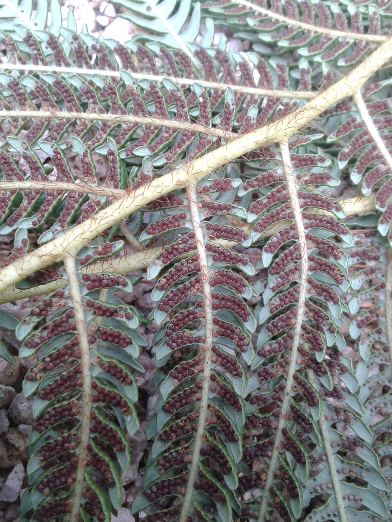 Sphaeropteris horrida photo 4