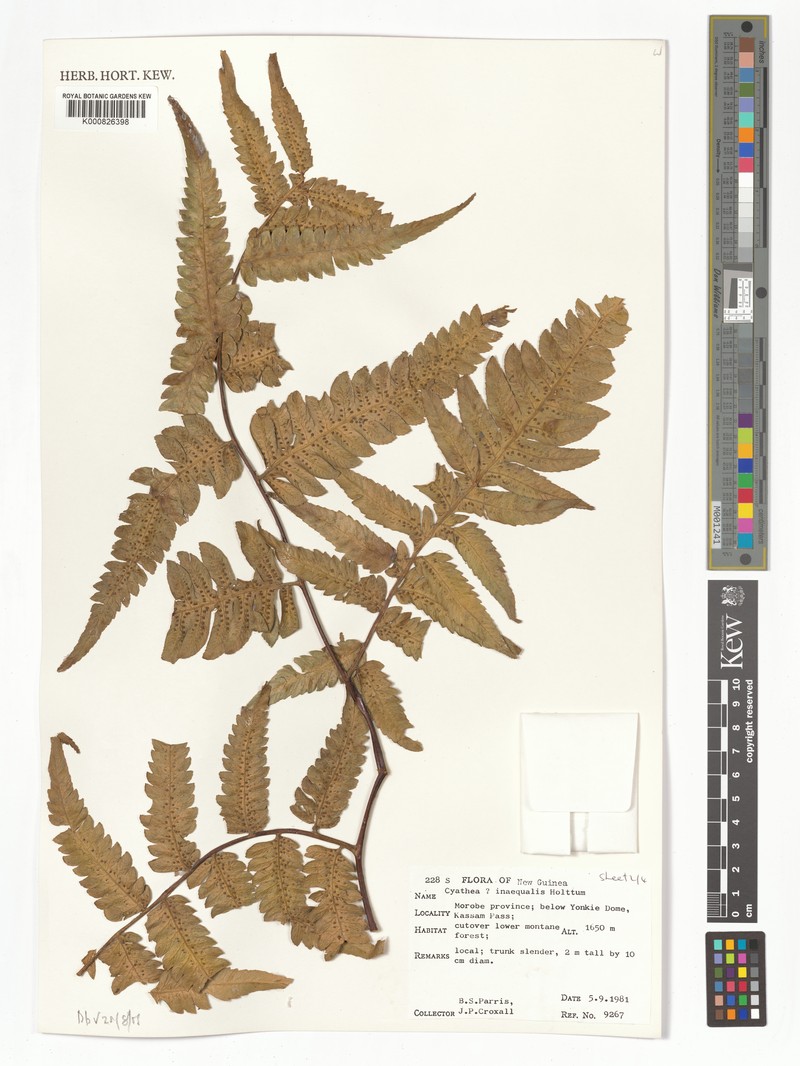Sphaeropteris inaequalis