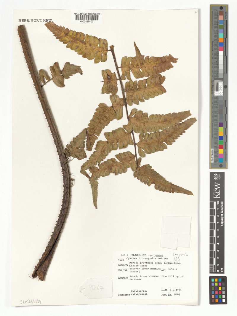 Sphaeropteris inaequalis photo 2