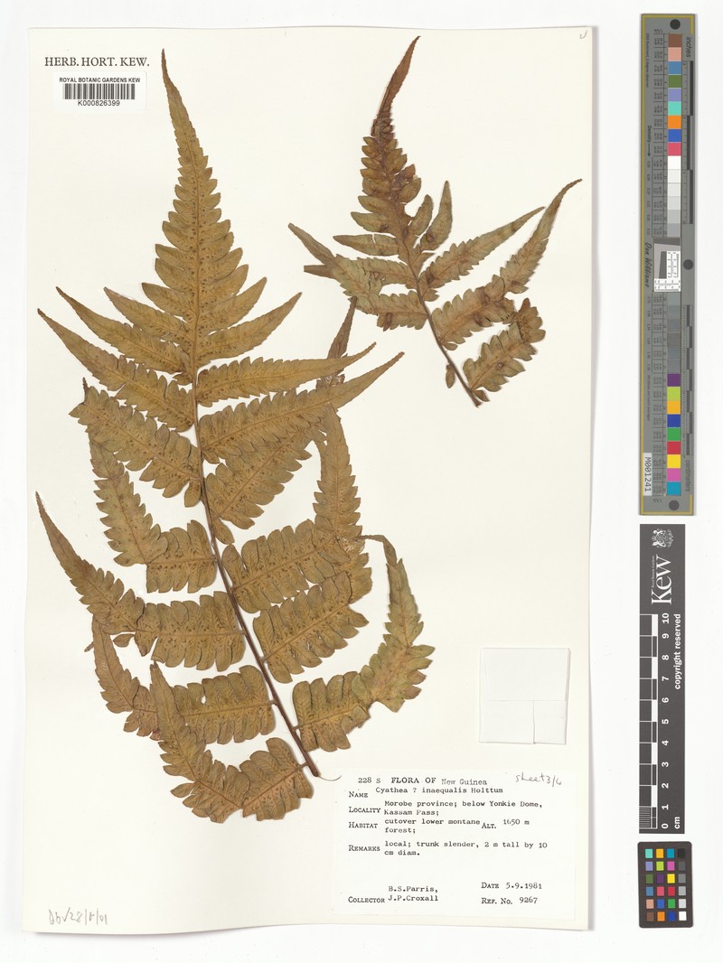 Sphaeropteris inaequalis photo 3