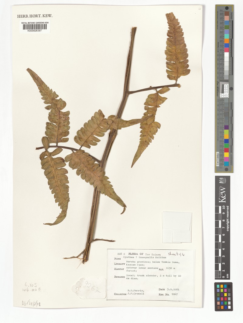 Sphaeropteris inaequalis photo 4
